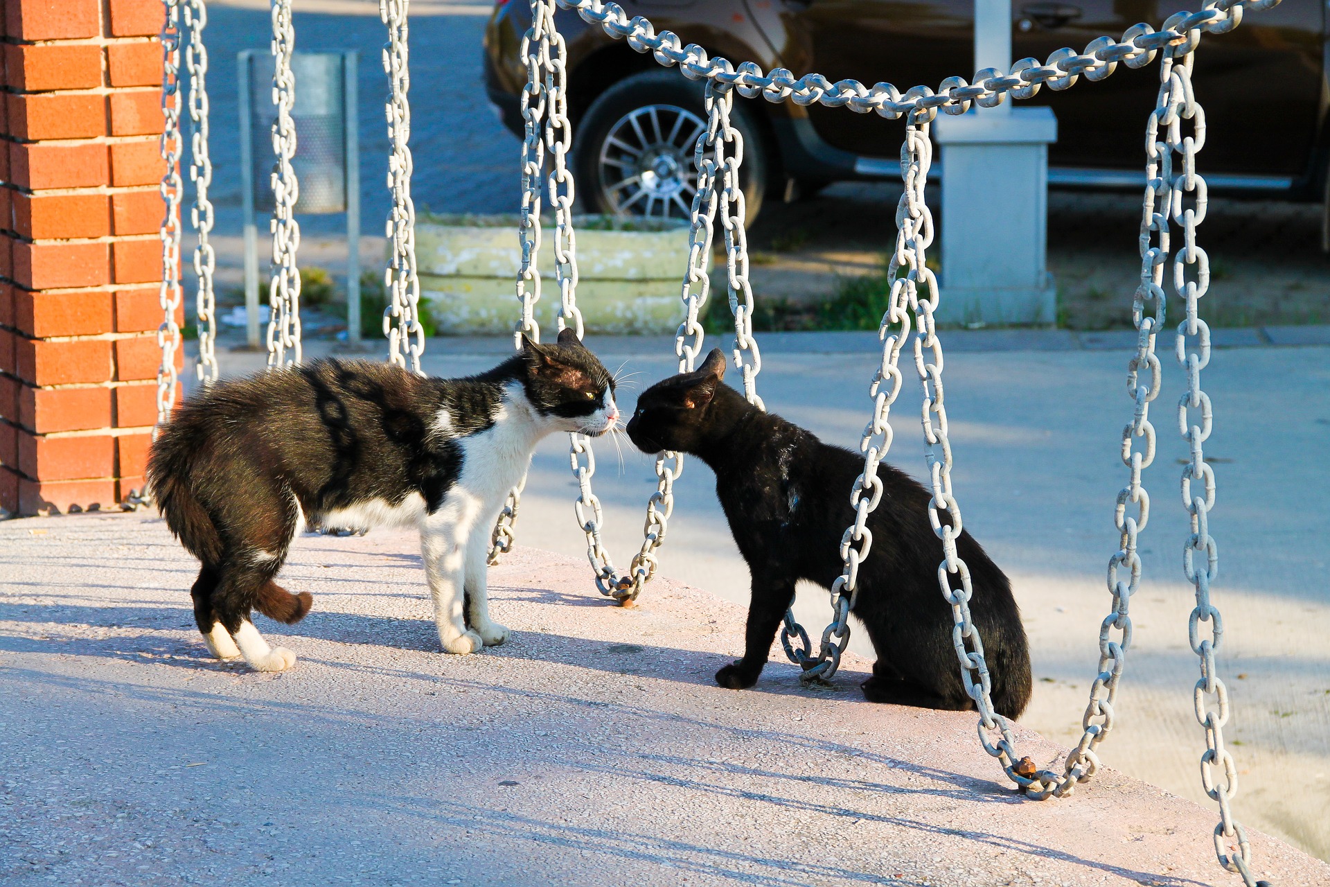 Cats should be carried out slowly and gradually, respecting the principle of socializing isolation. Otherwise, it is inevitable to appear aggressive among cats, for example, for territorial reasons.