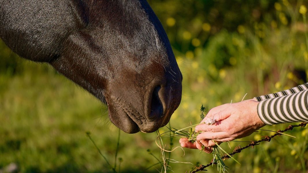 Some plants and vegetables can reduce the risk of horses infestation, these include parsley, purgative and pumpkin.