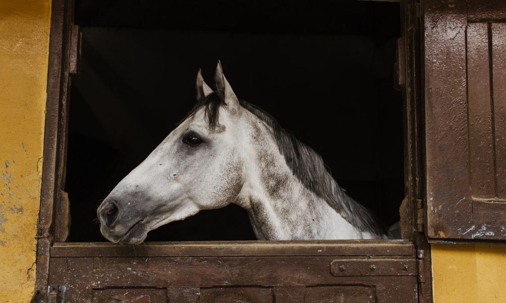 The gray horse of the stable.