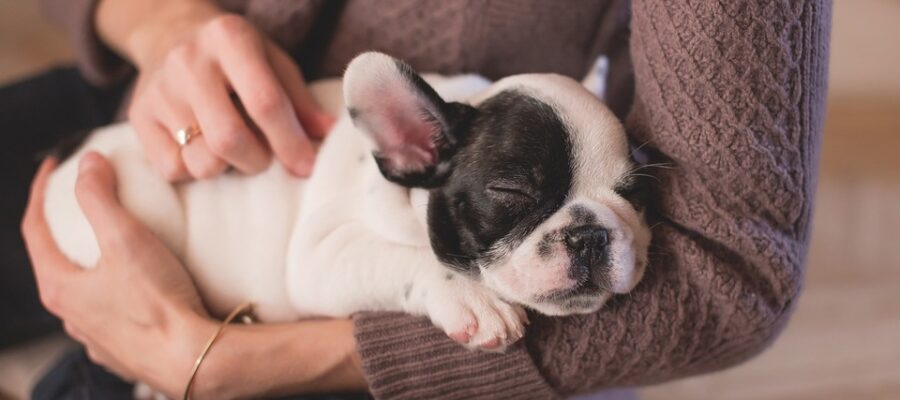 Animal osteopathy - What does it mean?