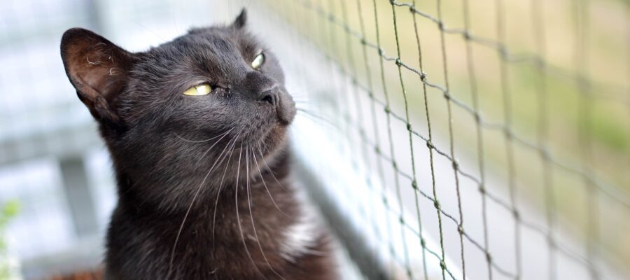 A network of balcony for a cat can protect his health and life.
