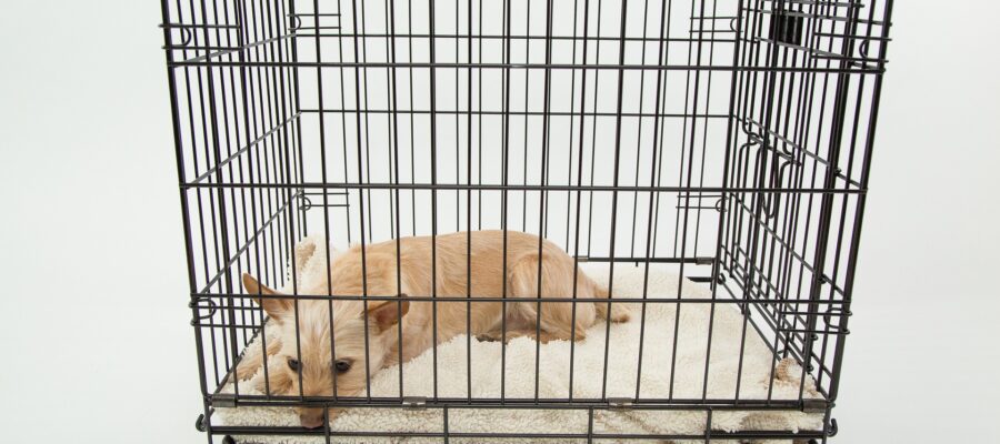 The dog's cage must be large enough to move, turn and stay freely. It must be a comfortable and safe place for the dog.