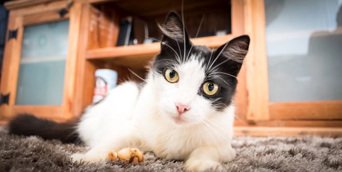A black and white cat is lying on the carpet.