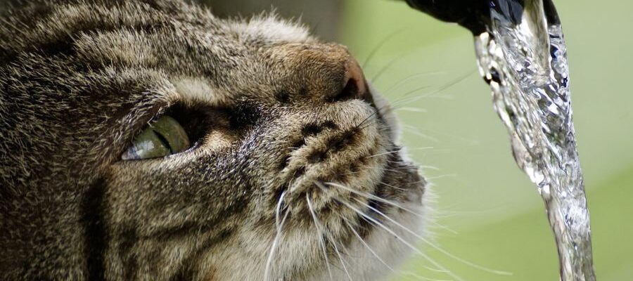 The cat drinks water