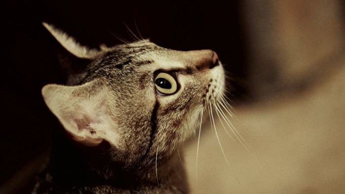 Ceylon Cat