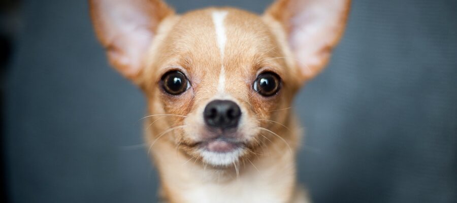 Chihuahua is considered the smallest breed of domestic dogs in the world.