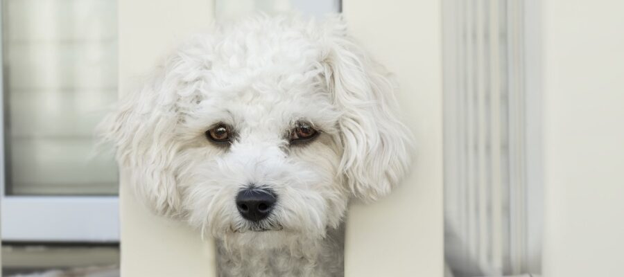 Diarea in dogs - the most common causes and treatment