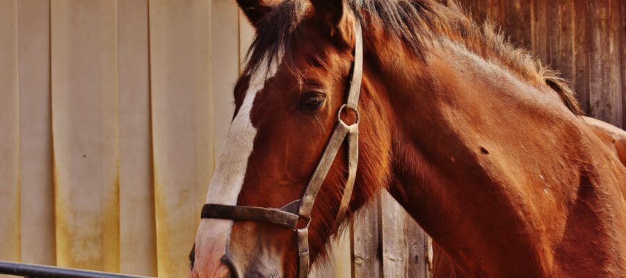 A ballistic horse in a stable.