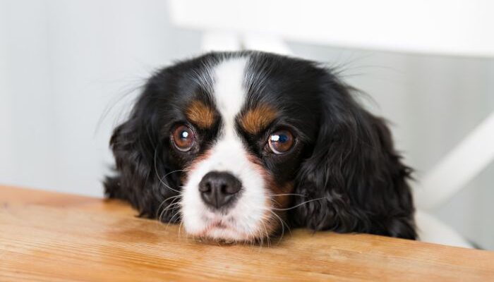 Gastric torsion is a very serious injury to the stomach. The direct cause is not fully known, but it is worth knowing this problem so much, because a quick response can save your dog's life.
