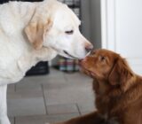How and how often we should feed the puppy?