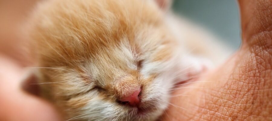 A kitten for a few days on a man's hand. The kitten does not yet have the eyes open.
