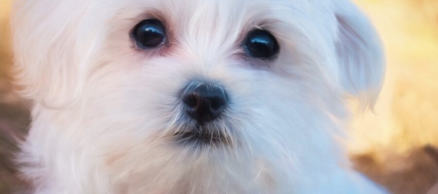Black eyes, large, the nose and black lips give the Maltese a pleasant and almost childish expression of the muzzle.