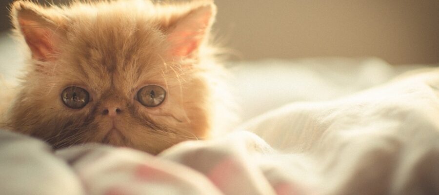 Cats Encyclopedia: Persian Cat (Persian Cat)