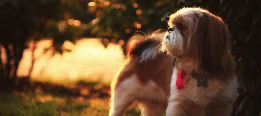 Shih Tzu has a friendly arrangement. They feel very well in the company of people. They like contact with children. They are positive with other animals.