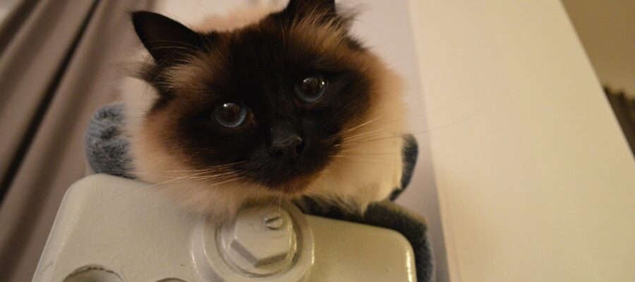 The Burmese cat is also known as the sacred cat. It is very sociable, but also frightening.
