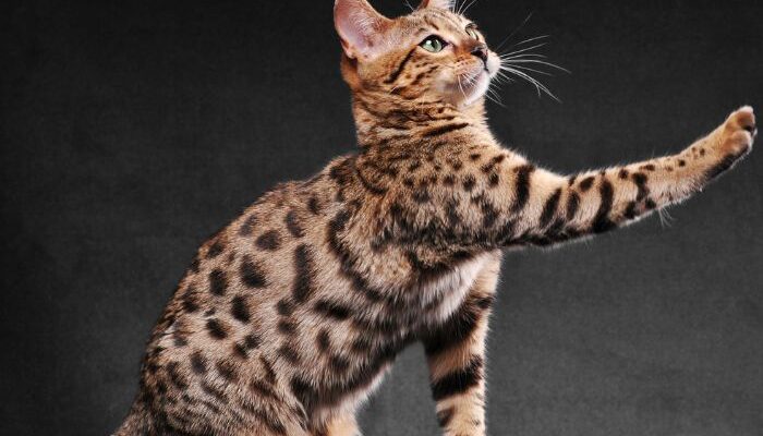 Cat Bengalese
