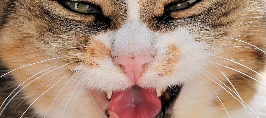 The aggression of a cat can be based on pain, for example, during an unfair disease. It is also a sign of a precarious mental health state.